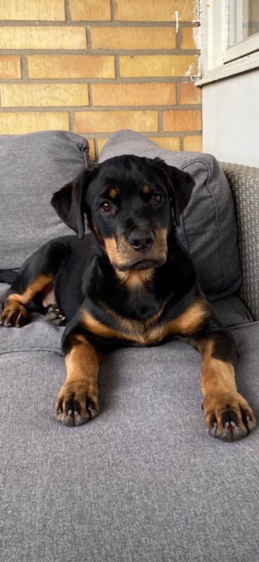 Black magnificents kennel