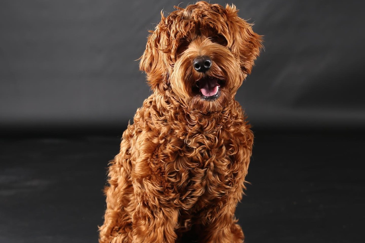 101 Labradoodles