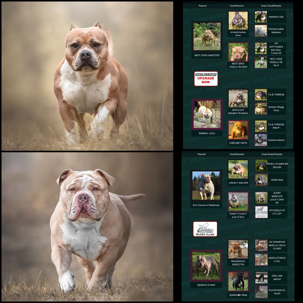 American Bully