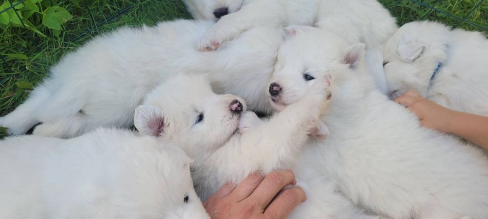Snowvalley Canines