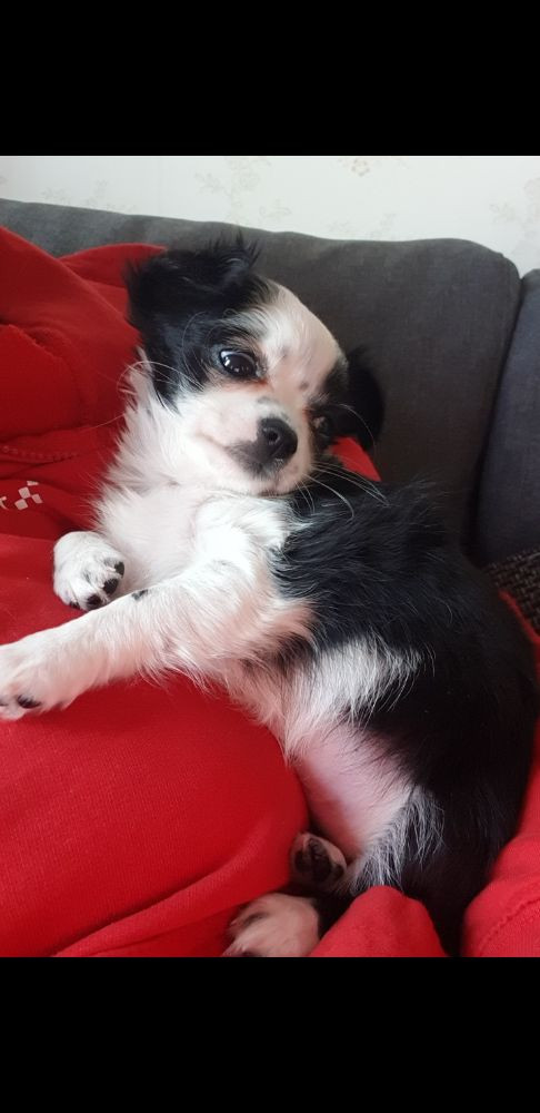 Rocco Pawz