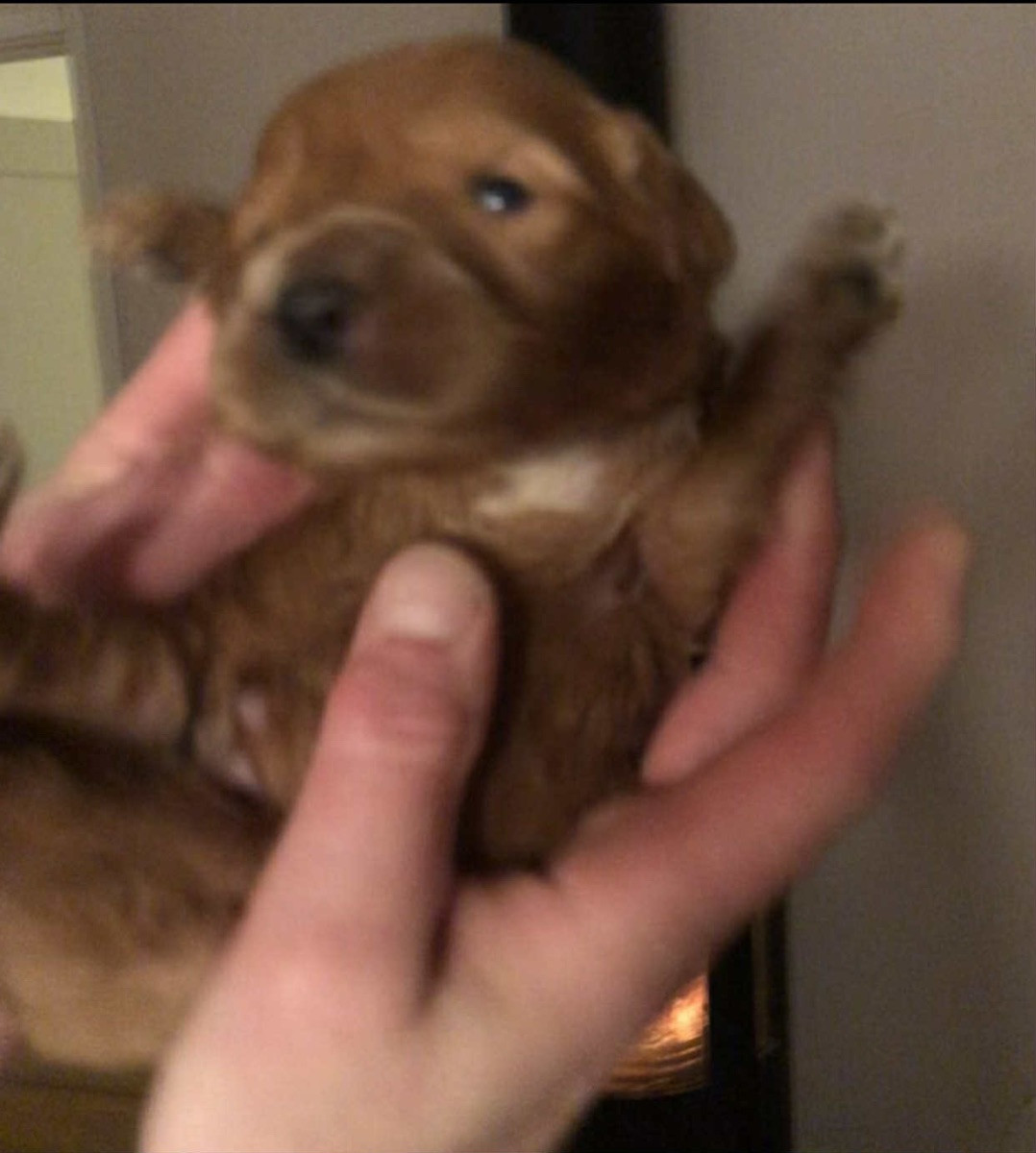 Fluffssons