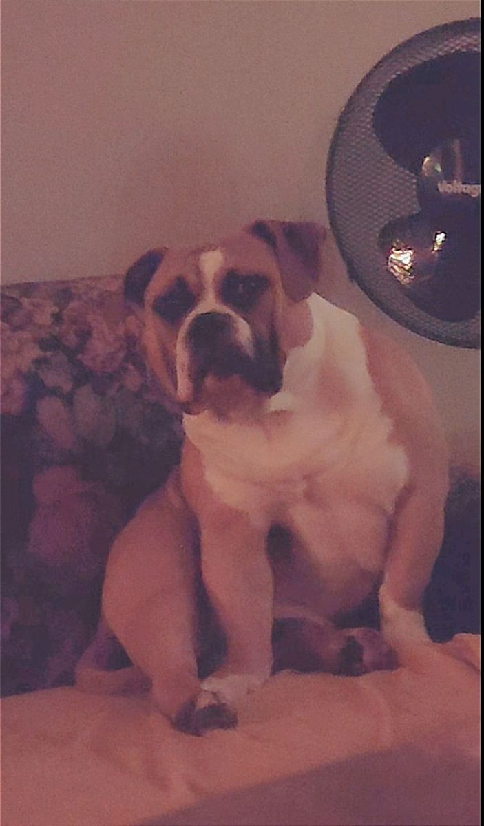 Redhouse Bully