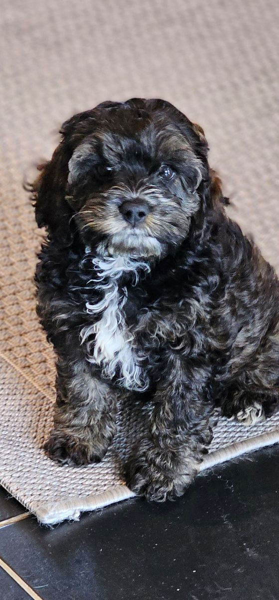 Cockerpoo