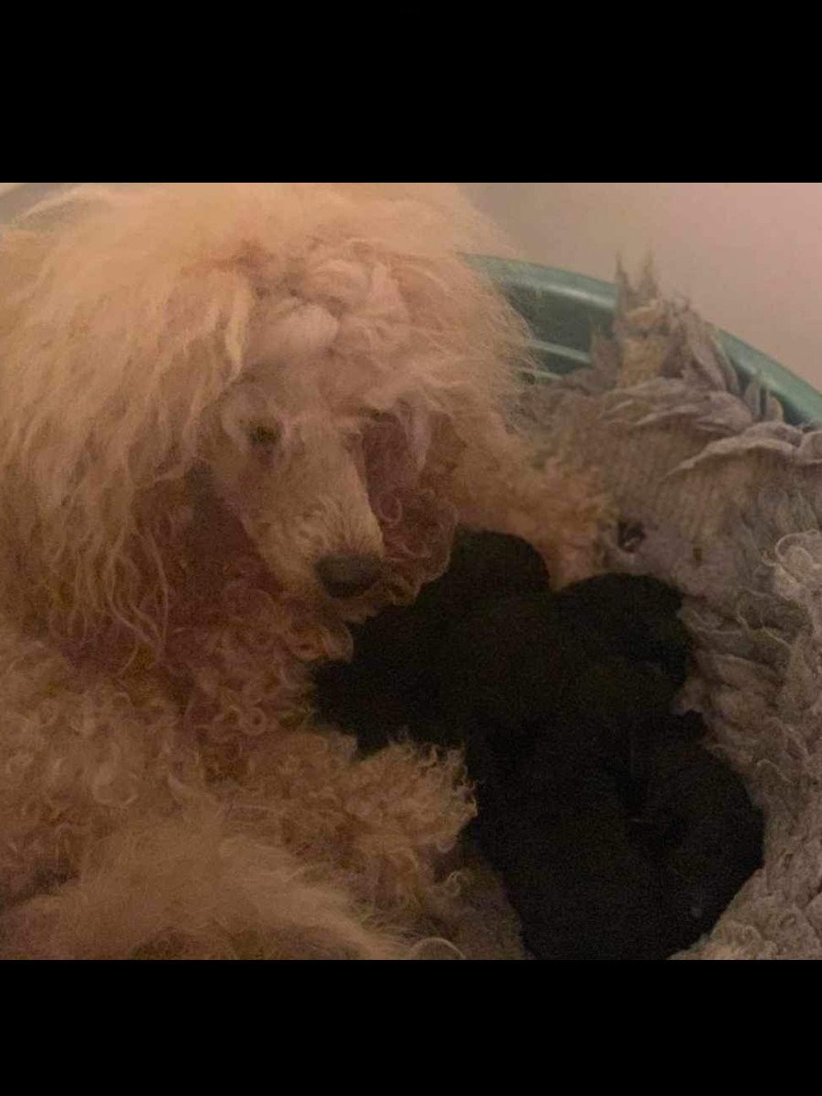 Medium Poodle