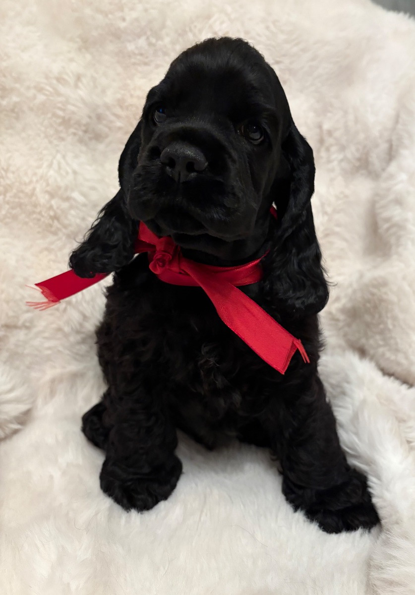 American Cocker Spaniel