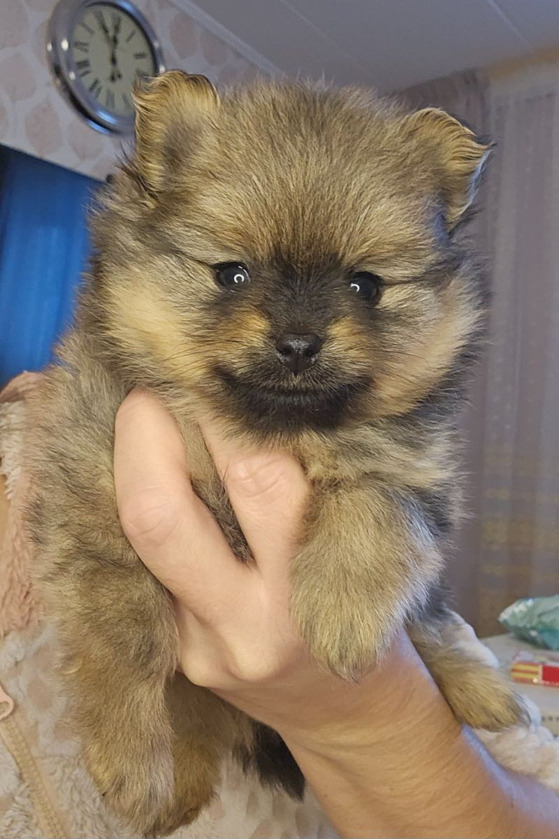 Pomeranian · 2025-11-21 · Enköping · Pomsik Rakaaig