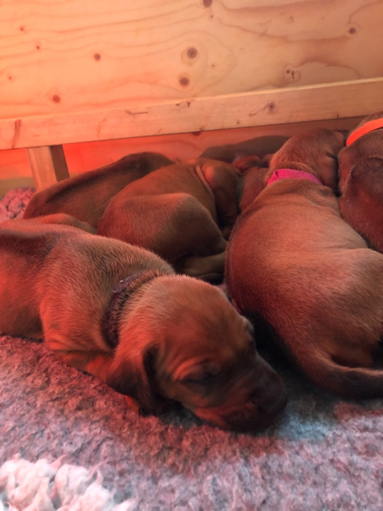 Rhodesian Ridgeback