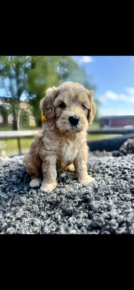 Lyckornaslabradoodle