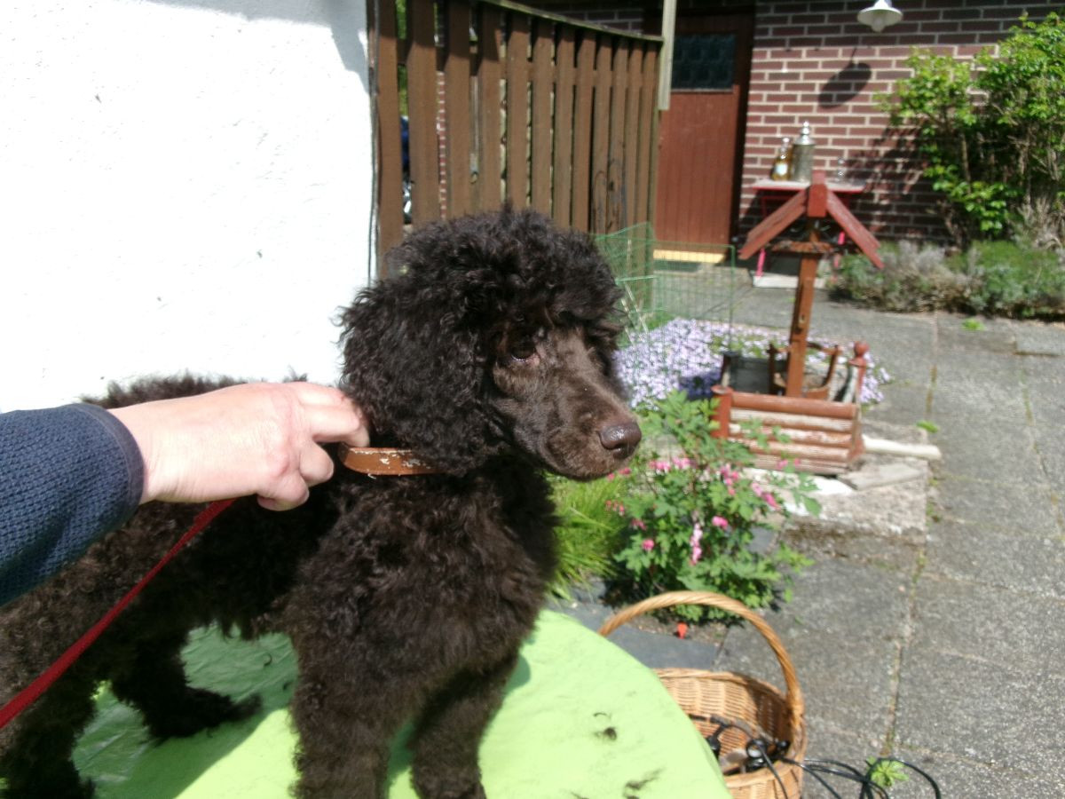 Vegeljung :s kennel