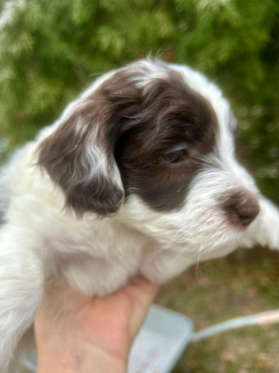 Labradoodle fodervärd