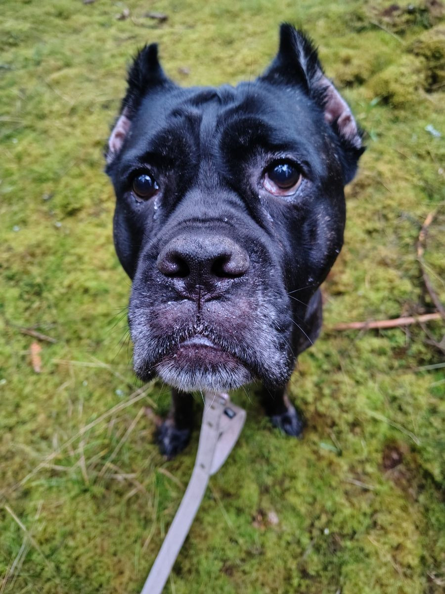 Cane corso · 2022-01-01 · Konga · Caroline J.