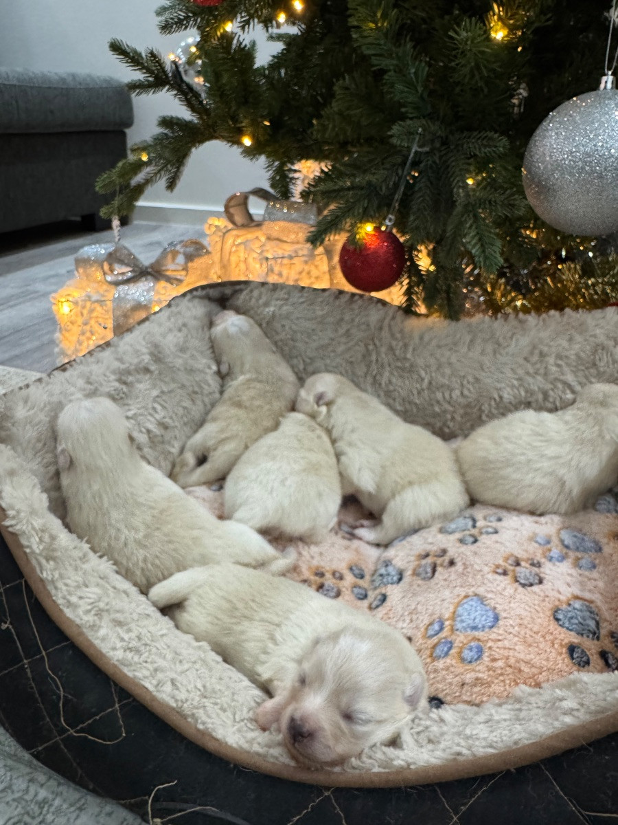 Pomeranian · 2025-12-16 · Malmö · Fatime M.