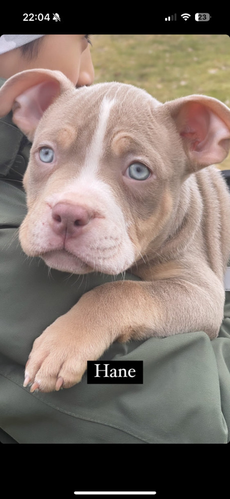 American Bully