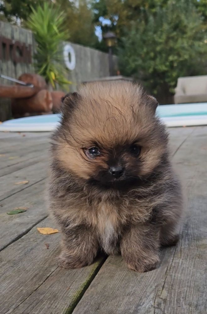 Tiny Winne