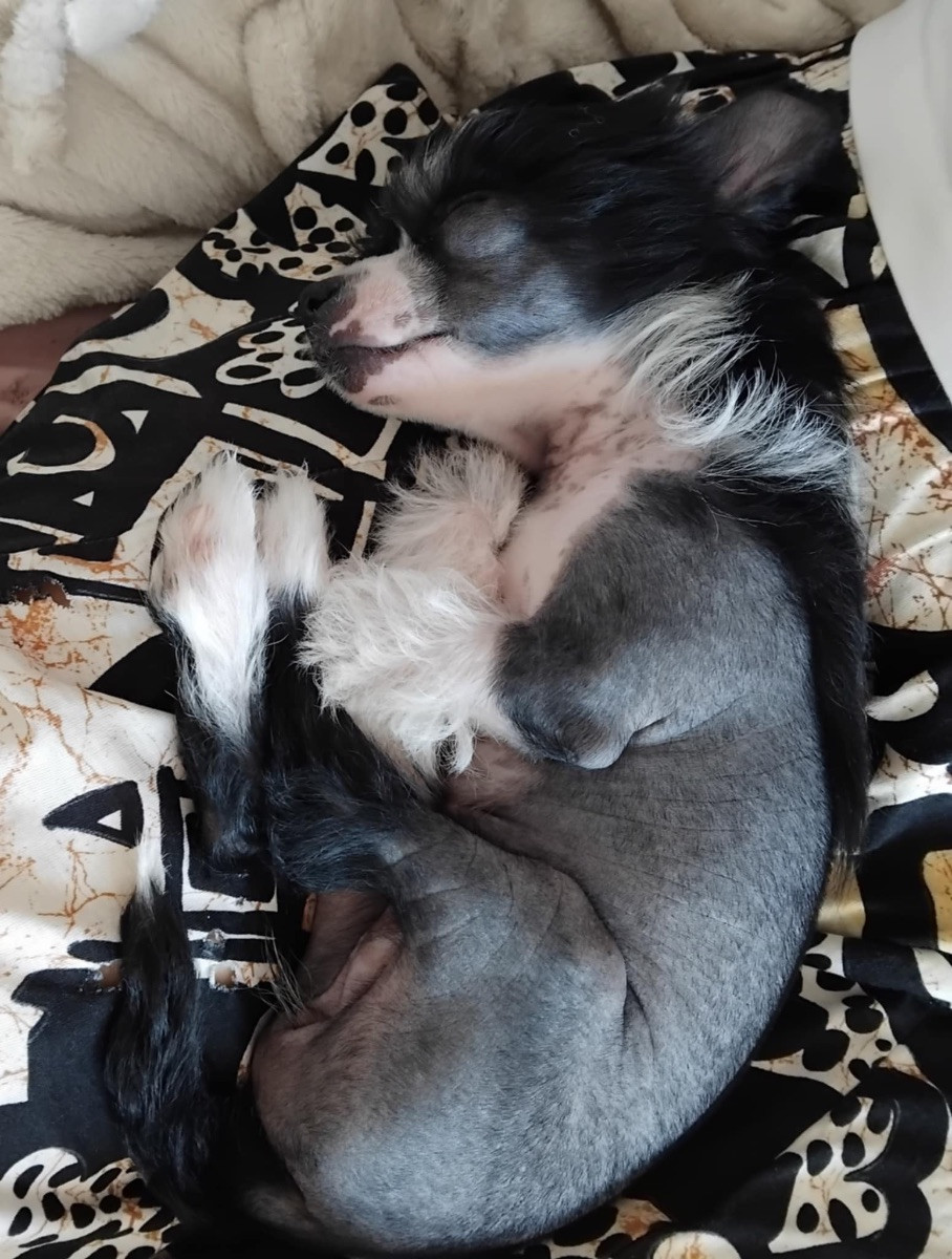 Chinese Crested Dog