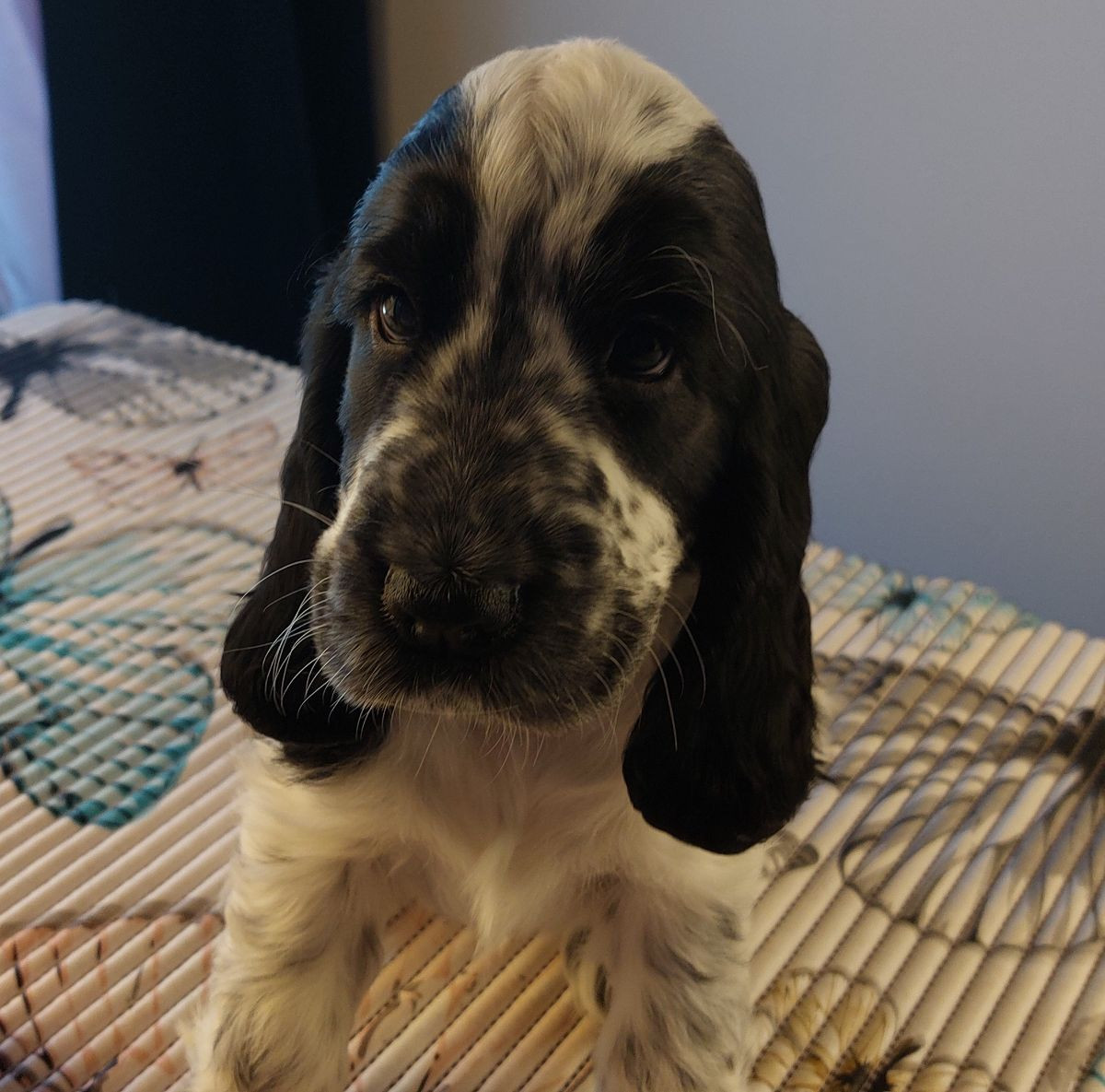 Cocker Spaniel