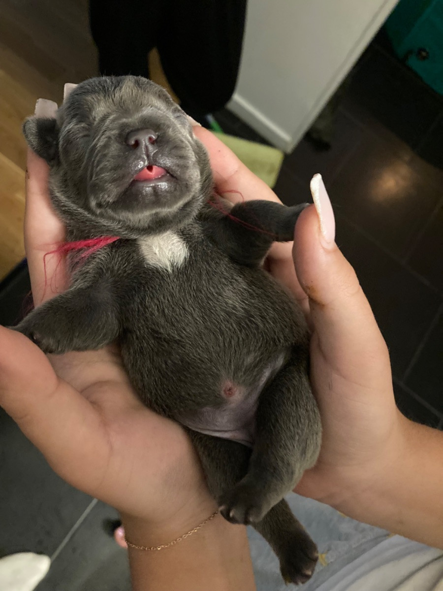 French Bulldog