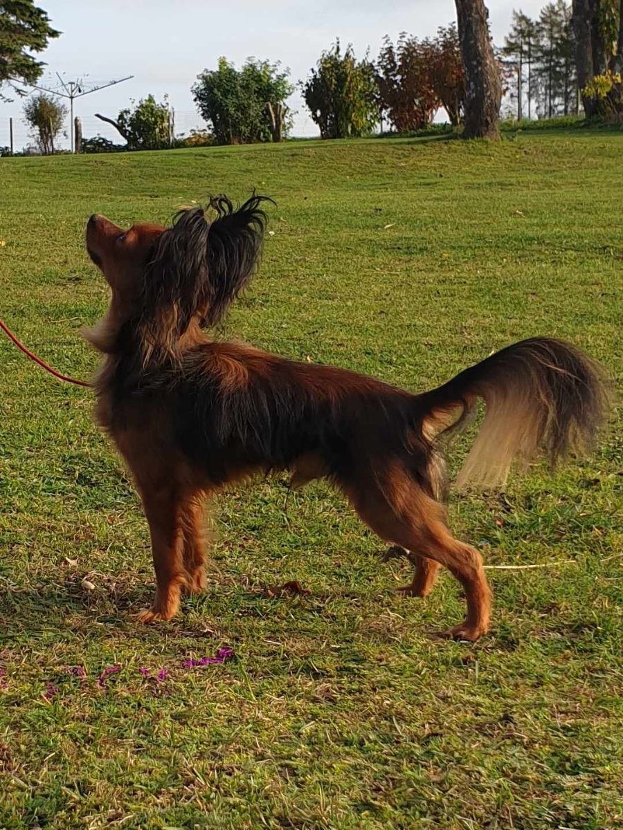 Prima Style
