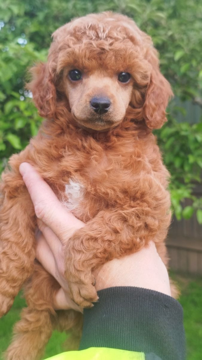 Hjortkvarns Cavapoo