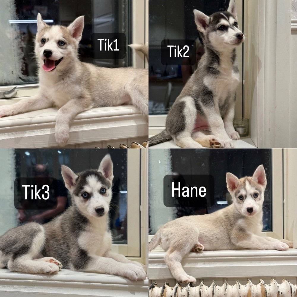 Vargarflockens