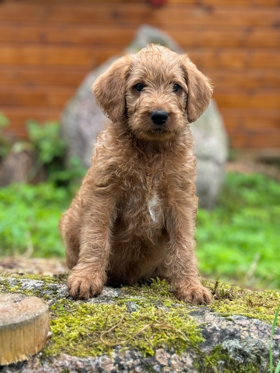 Isadoras Pudel och Cockerpoo