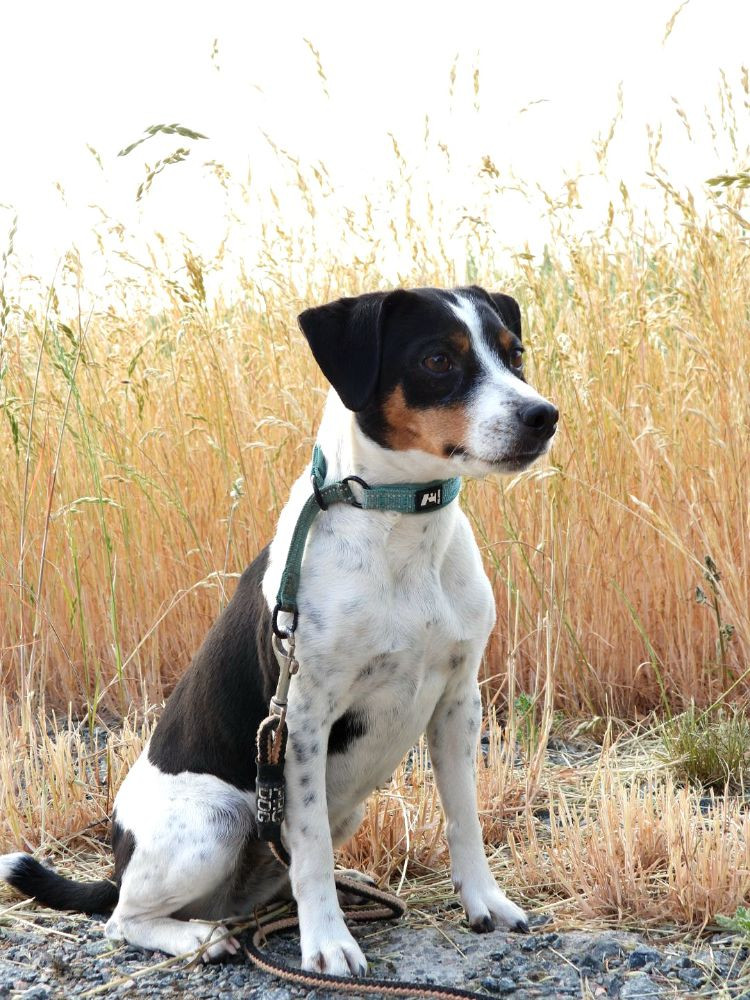 Danish Swedish Farmdog