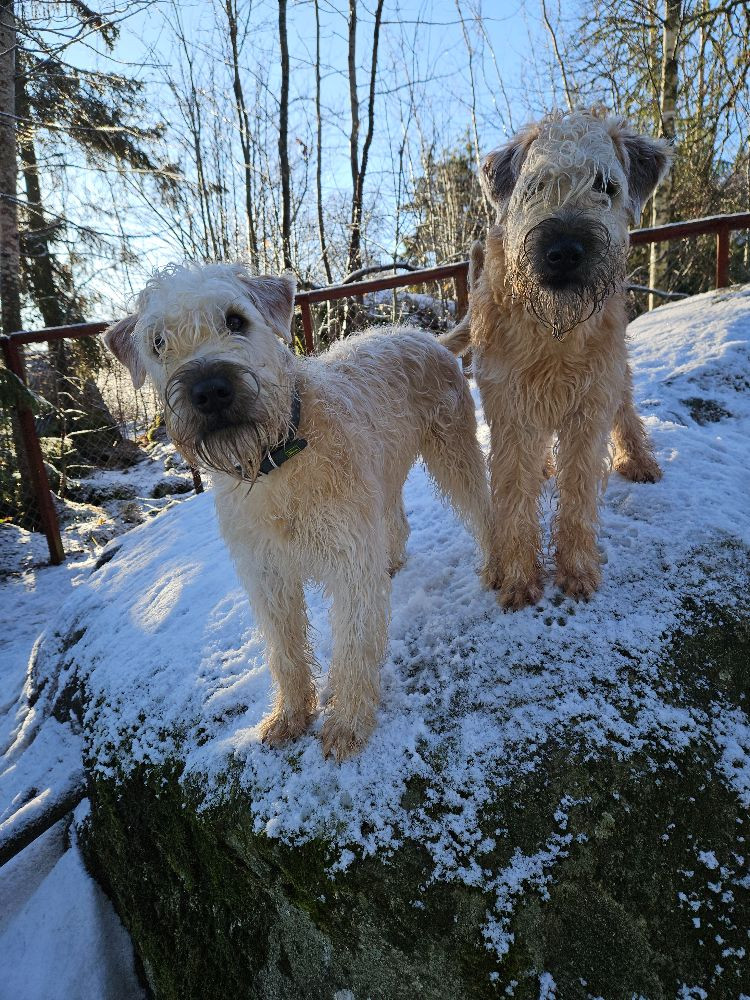 Irish Soft Coated Wheaten Terrier