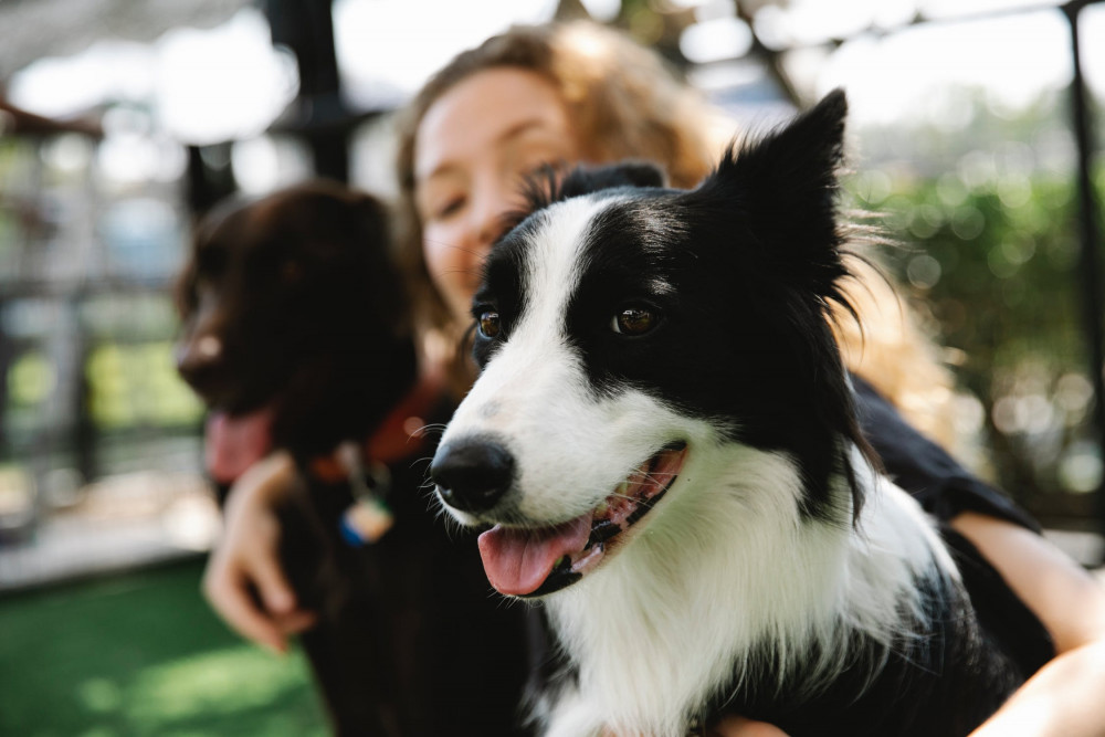 What Does Dog Insurance Cover?