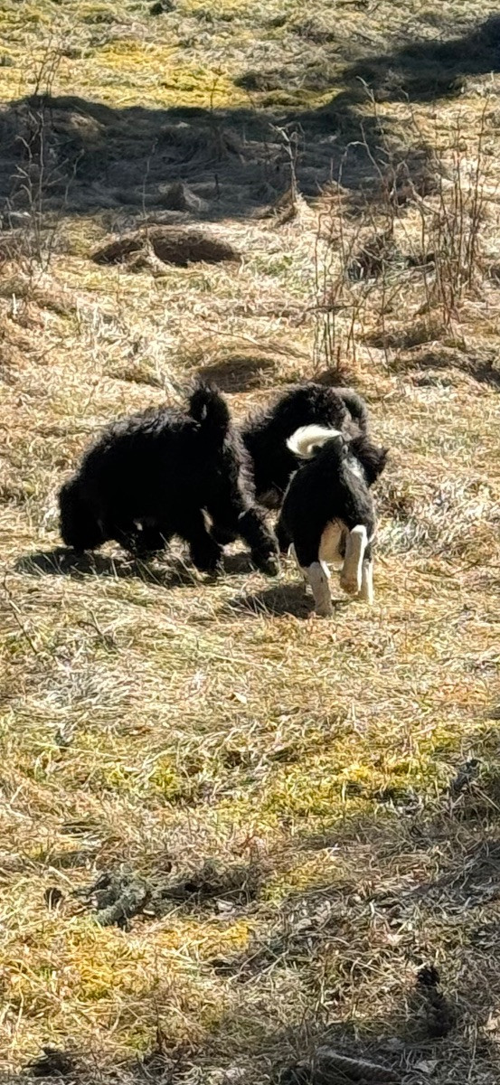 Isadoras Pudel och Cockerpoo