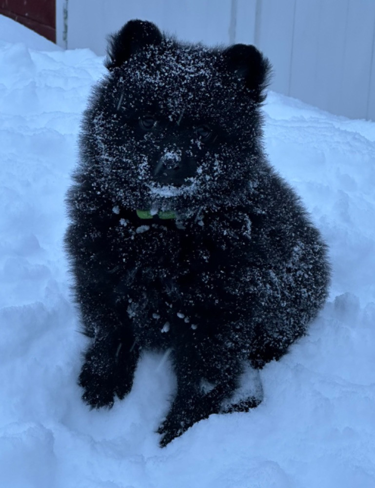 German Spitz – Mittelspitz