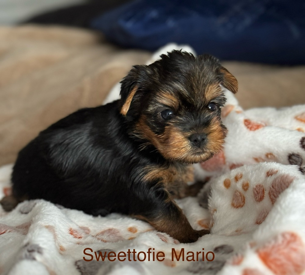 Yorkshireterrier