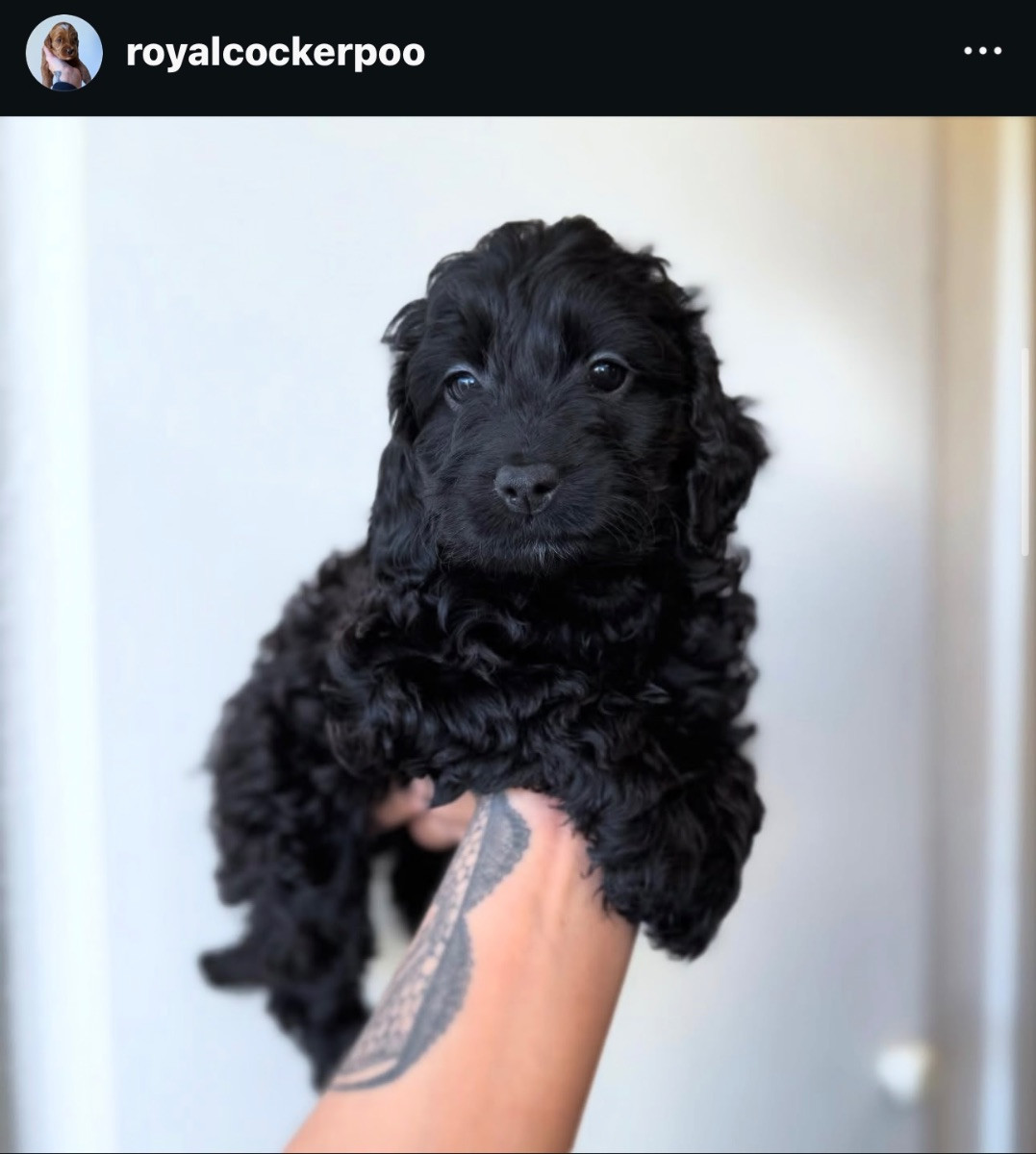 Cockerpoo CS Registrerade