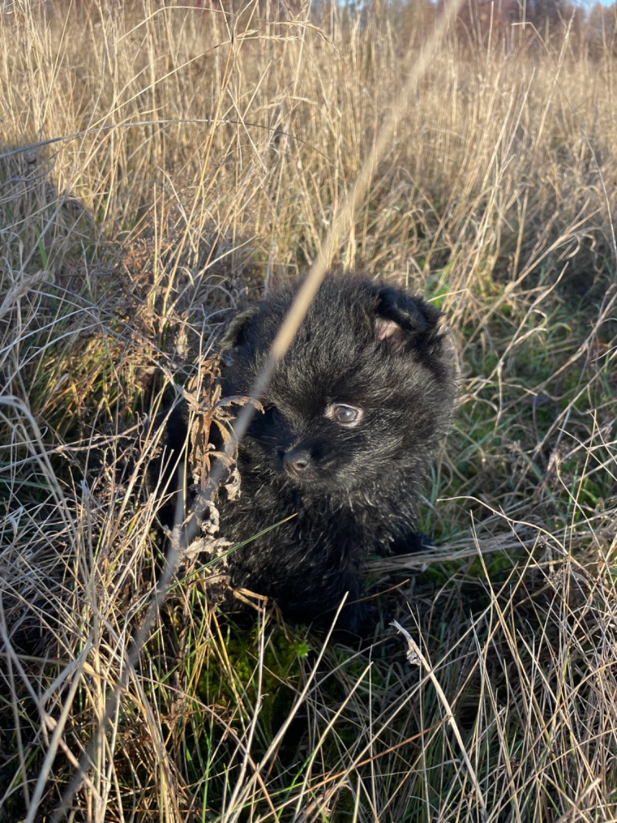 Pomeranian utan stamtavla