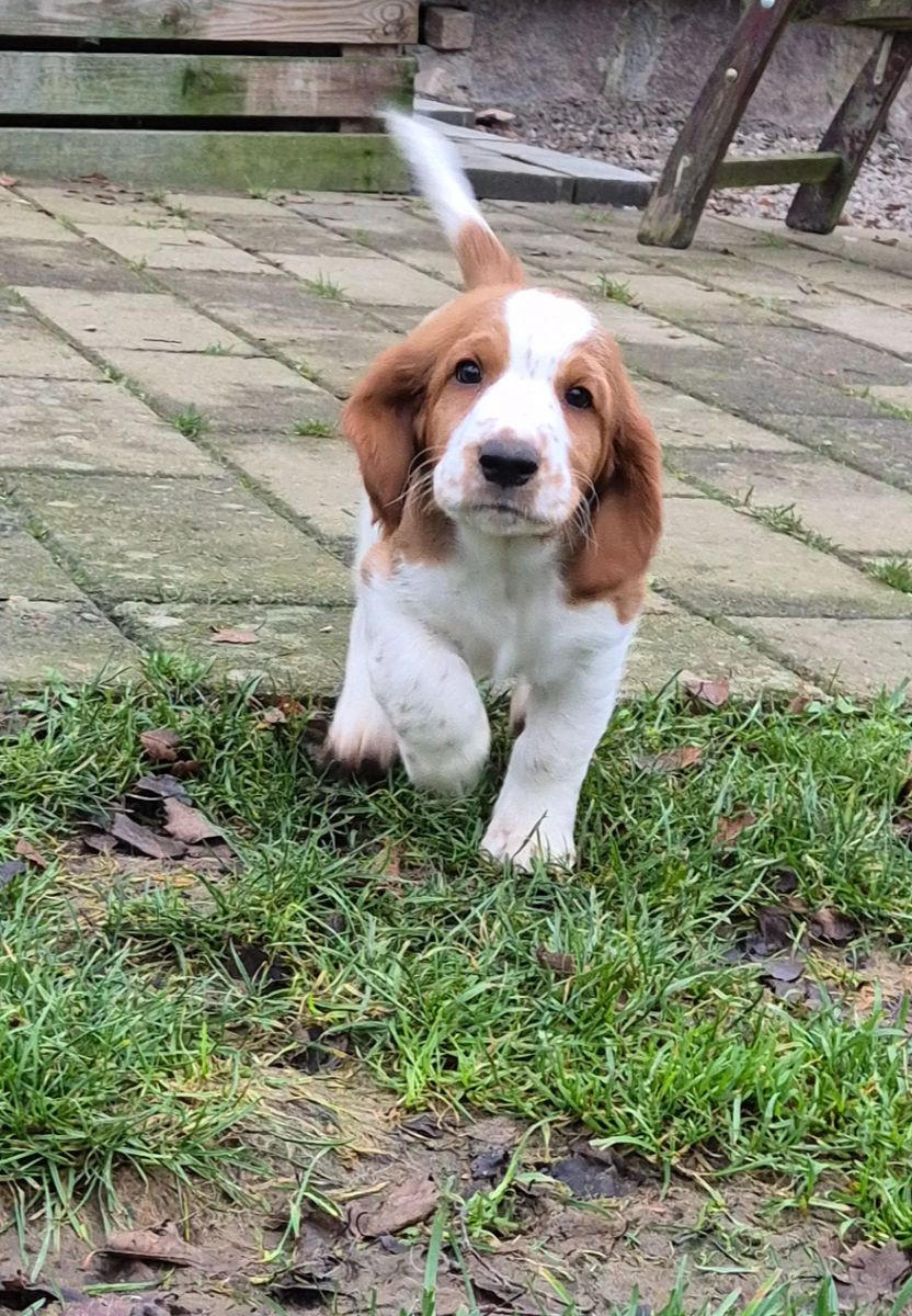Welsh Springer Spaniel