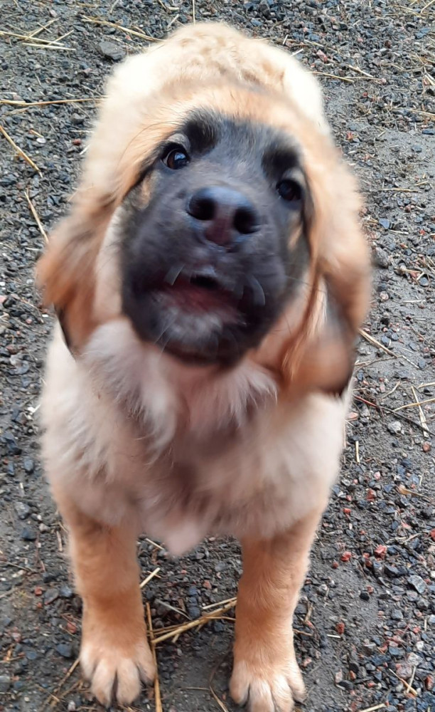 Leonberger/bernersennen
