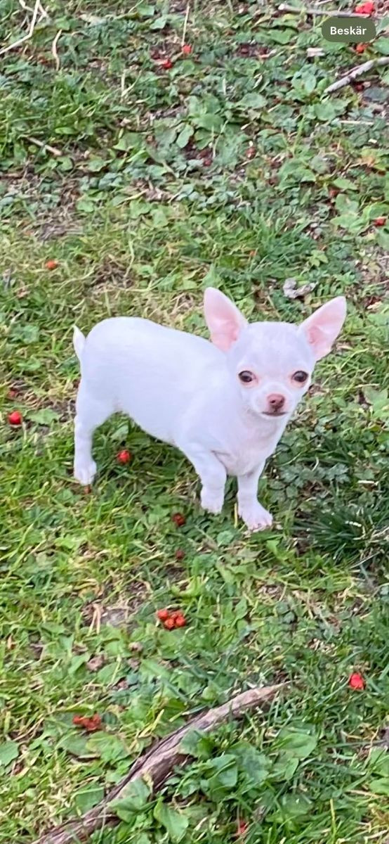 Chihuahua