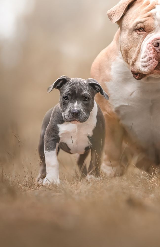 Redhouse Bully