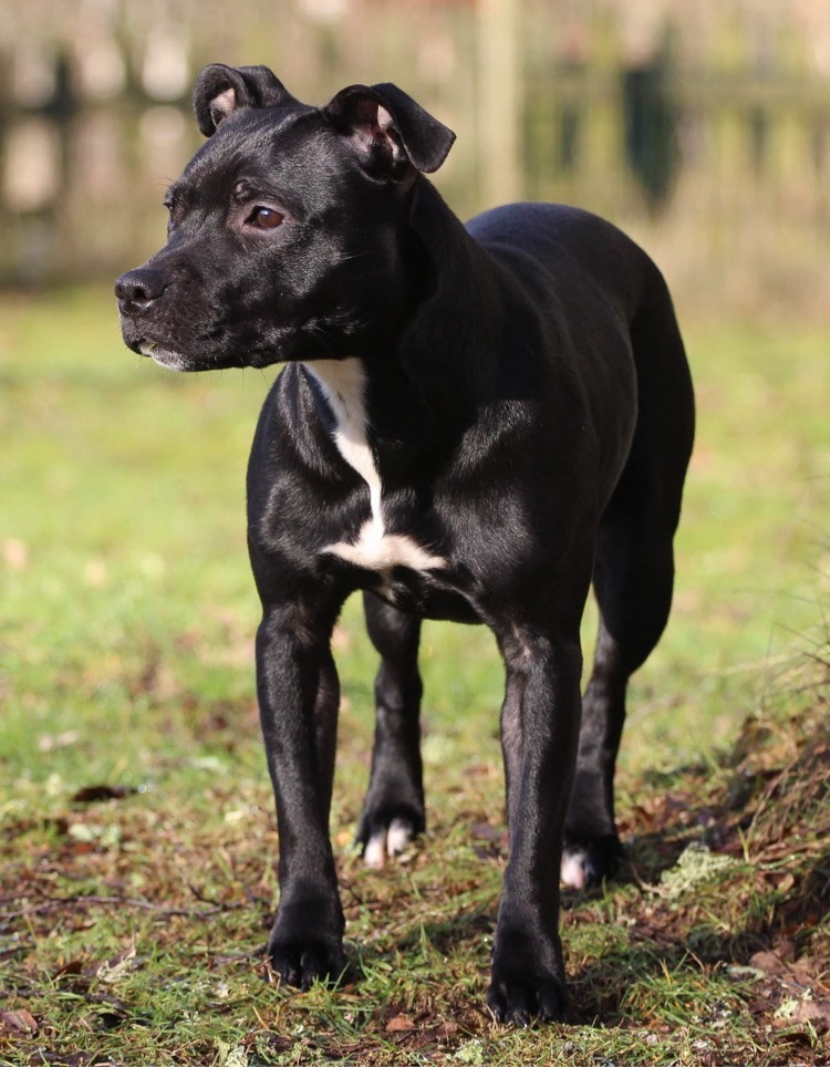 Tattmans kennel
