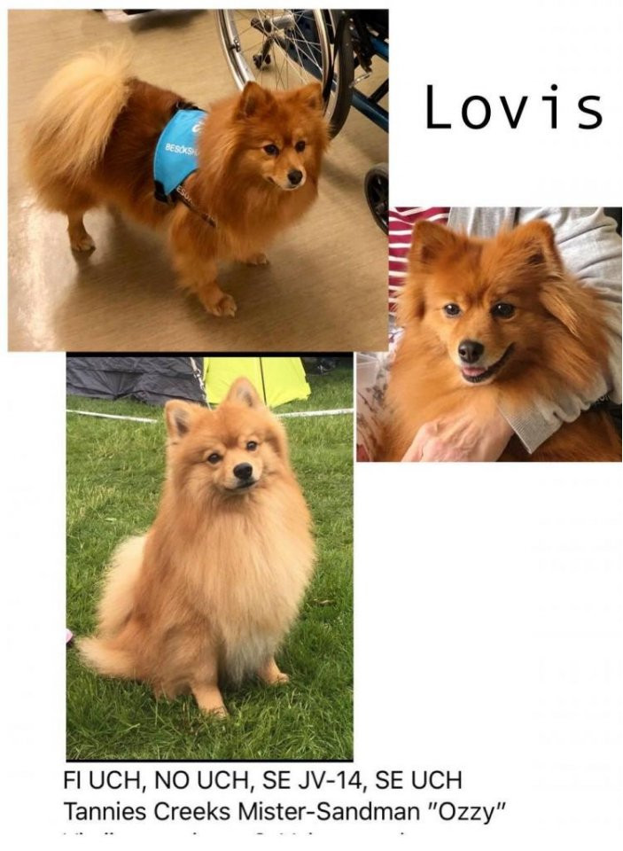 German Spitz – Mittelspitz