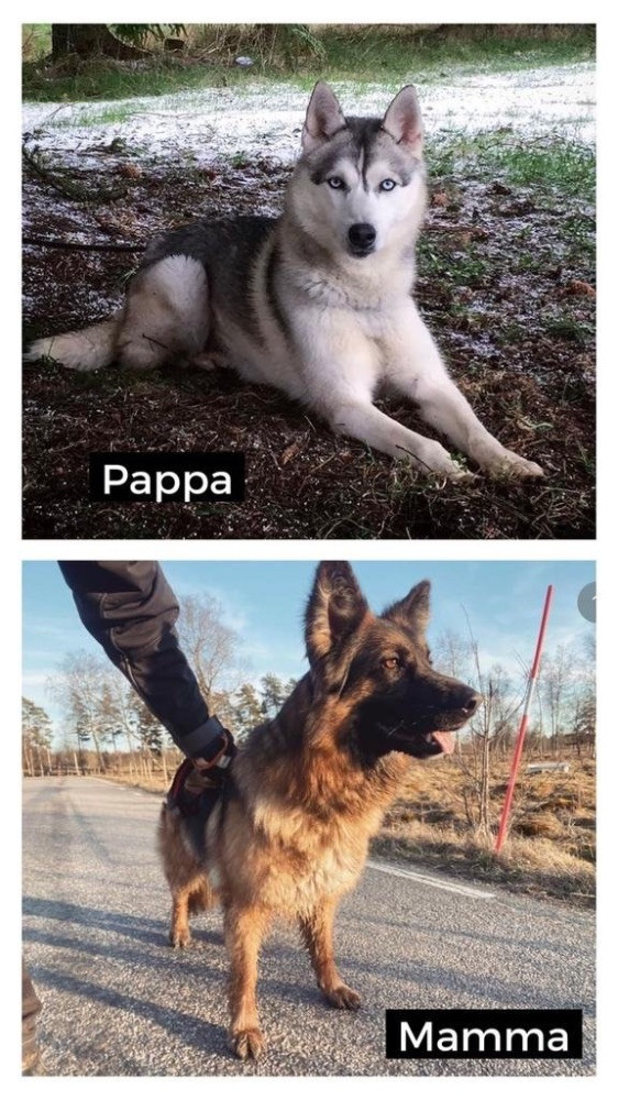 Schäfer och Siberian husky