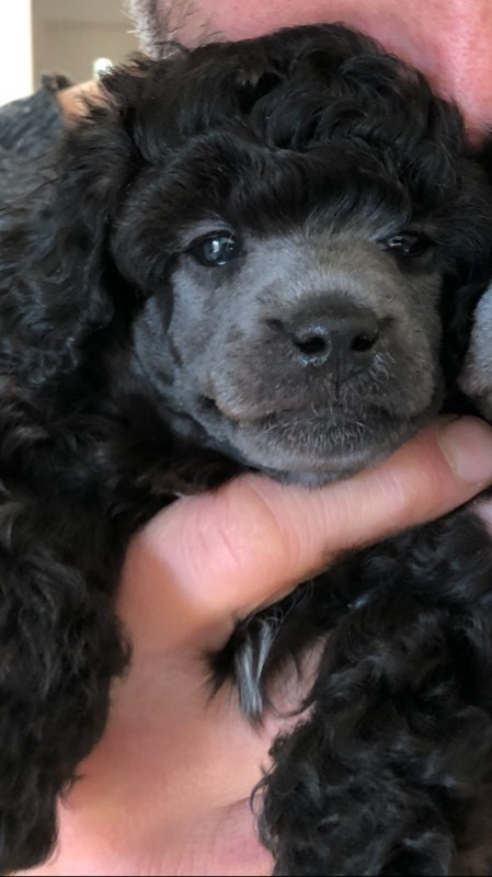 Spirit of Ronja