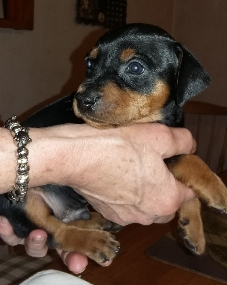 German Pinscher
