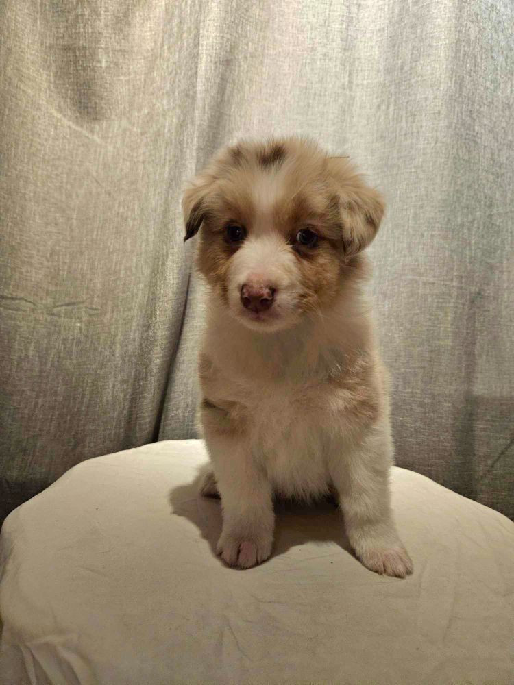 Australian Shepherd