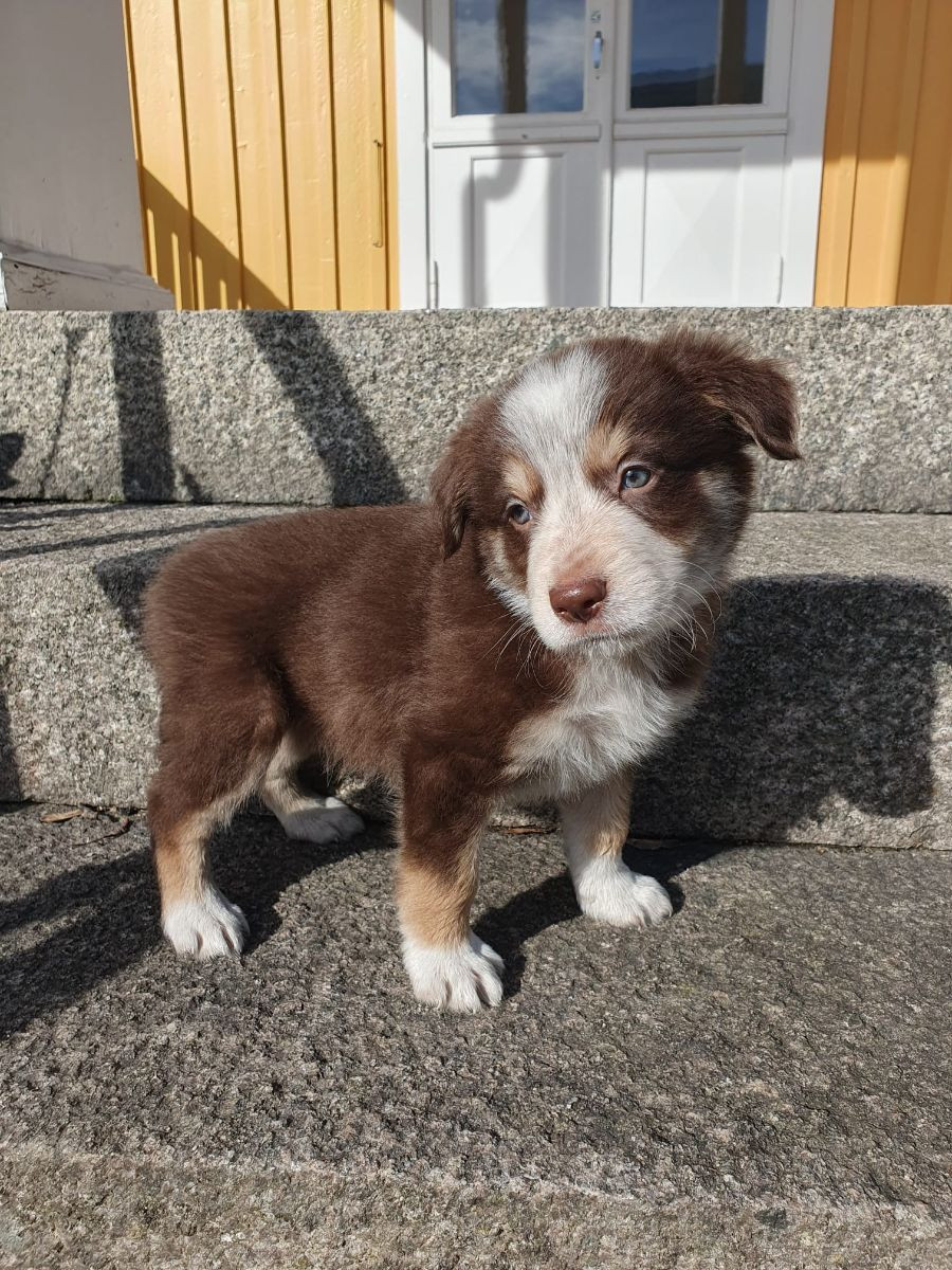 Canis