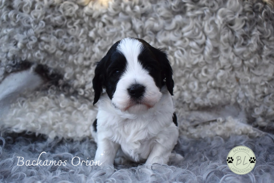 Backamos Labradoodle