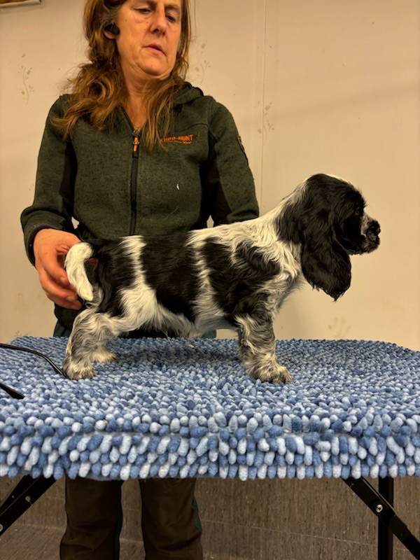 Cocker spaniel