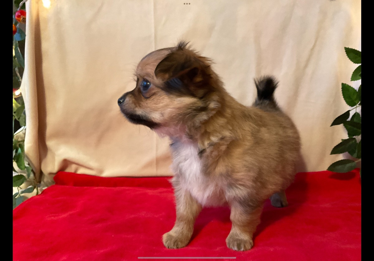 Chihuahua/Papillon · 2025-11-03 · Sandöverken · Carina B.