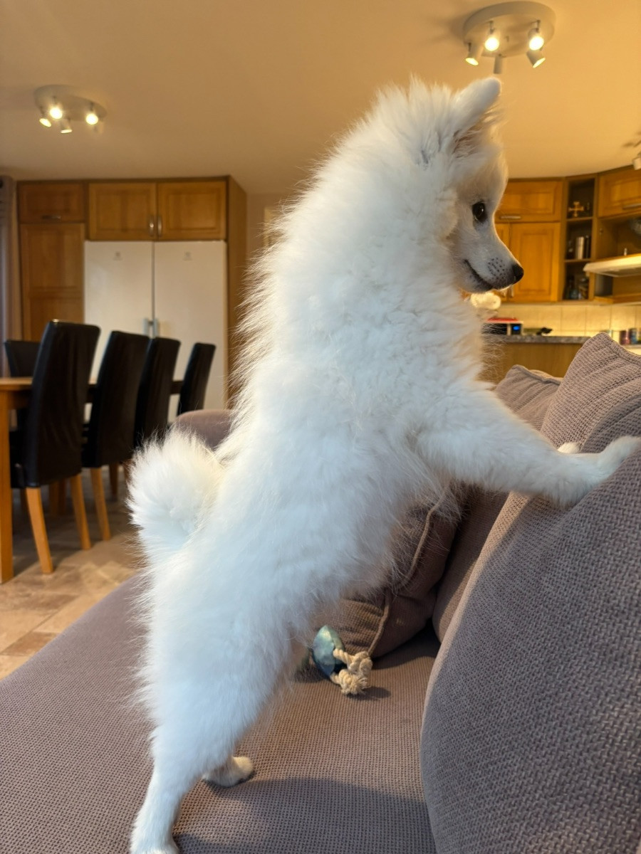 Japanese Spitz