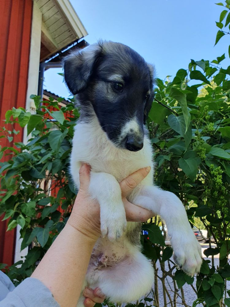 Vargmossens kennel